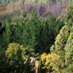 EE.UU. plantea permitir tala y carreteras en bosques protegidos